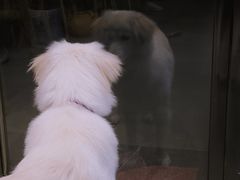-尤加利咖啡馆
