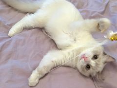 -老吴的猫·猫舍(新区店)