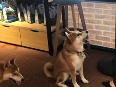 -柴犬高等学院·狗咖·柴犬售卖·宠物训练