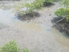 -北海金海湾红树林生态旅游区