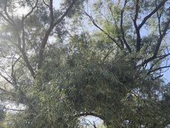 -窦大夫祠