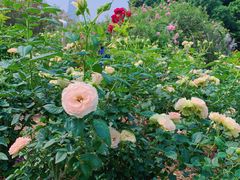 -人民公园(罗湖区)