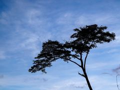 -武吉知马自然保护区