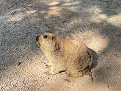-东莞香市动物园