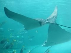 -悉尼海洋生物水族馆