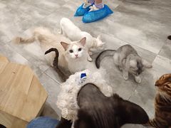 -楼上猫咖(罗湖店)