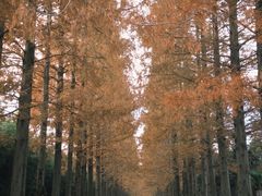 -黄海国家森林公园