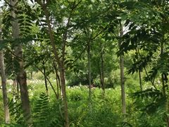 -西青郊野公园