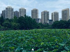 -龙头寺公园