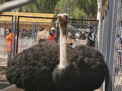 -长白岛森林公园