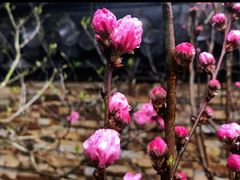 -南汇桃花村