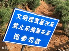 -大塘金香草谷
