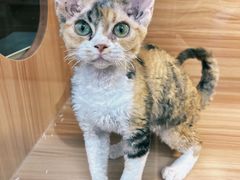 -猫十亿·布偶金渐层·曼基康矮脚猫舍(青年路店)