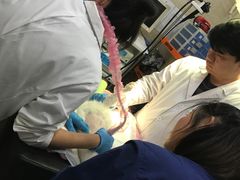-瑞派天使宠物医院·神经外科·骨科·核磁(洛川中路店)