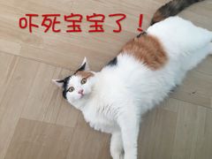 -比格比萨自助(国展店)