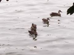 -海珠湖公园