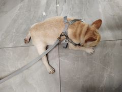 -北京派仕佳德动物医院·超导核磁·CT·神经科·骨科·内外科·急重症管理中心