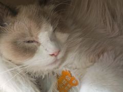 -藏猫猫咖啡主题馆(中央大道店)