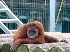-西霞口神雕山野生动物世界