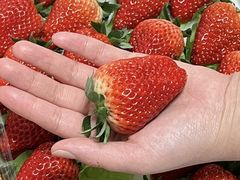 -田趣农庄草莓采摘园