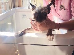 -十年猫舍·猫咪专门店(普陀店)