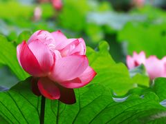 -陈家山荷花公园