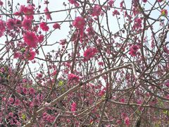 -南国桃园旅游度假区