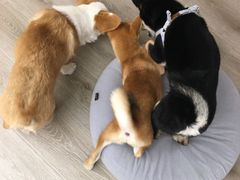 -浣熊柯尔鸭土拨鼠·电玩咖