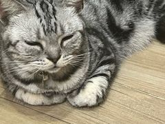 -李小姐の猫咖啡馆(五角场店)