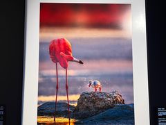 -罗红摄影艺术馆