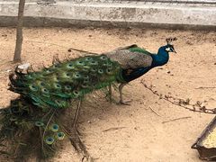 -西霞口神雕山野生动物世界