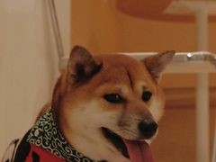 -悟白咖啡WoobyCafe