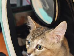 -瑞派康怡24h宠物医院·犬猫医疗中心·微创绝育(瑞景分院)