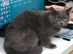-美联众合动物医院·内科·皮肤科·外科(古城分院)