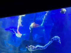 -江和美海洋公园