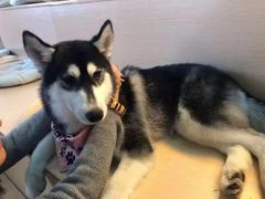 -Husky Go! 哈士奇体验馆·宠物咖啡厅狗咖