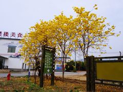 -天适樱花悠乐园