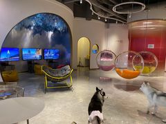 -Husky Go! 哈士奇体验馆·宠物咖啡厅狗咖