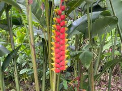 -中国科学院西双版纳热带植物园
