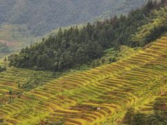 -紫鹊界梯田景区