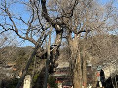 -潭柘寺景区