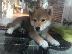 -柴犬高等学院·狗咖·柴犬售卖·宠物训练