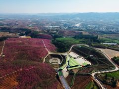 -宜良山后樱花谷