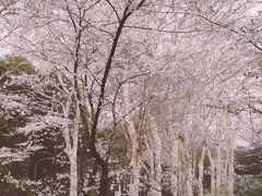 -武汉大学-樱园