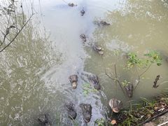 -中国扬子鳄村