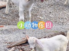 -前小桔亲子创意农场·草莓采摘·露营烧烤