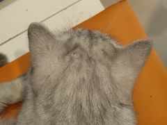 -平行世界·猫咖(首经贸店)