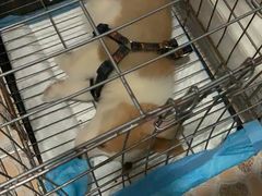 -派特宠物医院(圆融广场店)