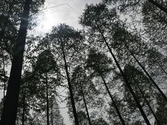 -黄海国家森林公园