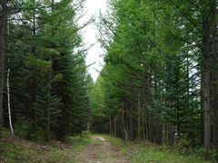 -塞罕坝国家级自然保护区